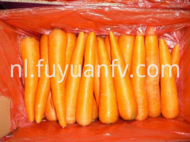 shandong carrot (12)